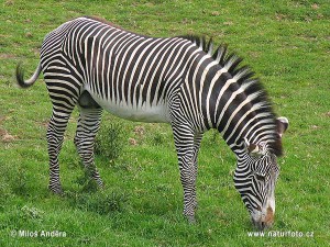 zebra-grevyho-5652.jpg