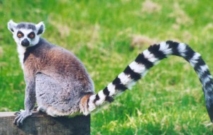 lemur-21.jpg