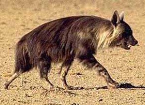 hyena-cabrakova.jpg